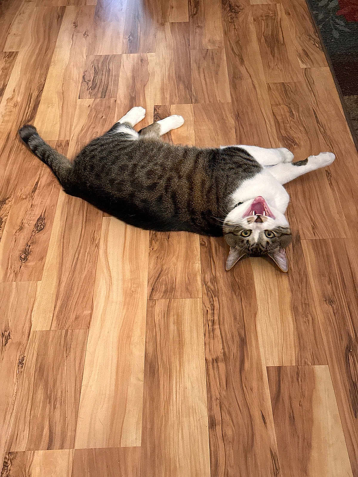 Milo joined the competition — help win amazing prizes! cat, tabby, pet, indoor, hardwood_floor, yawning, feline, whiskers, paws, lying_down, stretching, tail, ears, domestic_cat, playful, cute, relaxed, portrait, wood_floor, looking_up