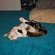 Milo joined the competition — help win amazing prizes! cat, pet, bed, blanket, pillow, indoor, night, flash, glowing_eyes, paws, feline, playful, fur, whiskers, bedroom, cozy, resting, curled, domestic_animal, furniture