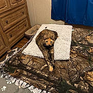 Pretty joined the competition — help win amazing prizes! cat, tortoiseshell_cat, blanket, bed, furniture, drapes, wooden_dresser, indoor, cozy, stretching, pet, animal, soft_texture, camouflage_pattern, floor_rug, paw_prints, curtain, warm_lighting, domestic, resting