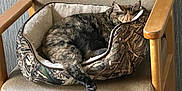 Pretty joined the competition — help win amazing prizes! cat, tortoiseshell_cat, sleeping, pet_bed, chair, wooden_armchair, indoor, cozy, furniture, resting, fur, animal, domestic_cat, camouflage_pattern, flooring, relaxation, home_interior, quiet, peaceful, nap