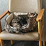 cat, tortoiseshell_cat, sleeping, pet_bed, chair, wooden_armchair, indoor, cozy, furniture, resting, fur, animal, domestic_cat, camouflage_pattern, flooring, relaxation, home_interior, quiet, peaceful, nap