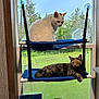 Pretty joined the competition — help win amazing prizes! cat, window, perch, blue, white_cat, tortoiseshell_cat, pets, indoor, natural_light, greenery, relaxing, feline, animal, sitting, resting, curious, home, furniture, double_decker, sunlight