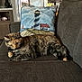 Pretty is registered to the contest to win money with this photo: cat, tortoiseshell_cat, couch, pillow, indoor, living_room, furniture, resting, pet, cozy, decorative_pillow, lighthouse_image, wooden_cabinet, rug, relaxing, animal, domestic_cat, tabby, home, comfort
