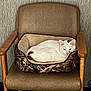 Casper joined the competition — help win amazing prizes! cat, white_cat, pet_bed, chair, wooden_armchair, brown_cushion, indoor, relaxed, feline, fur, resting, comfortable, home, wall, texture, electrical_outlet, floor, cozy, animal, domestic