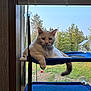 Casper is registered to the contest to win money with this photo: cat, white_cat, pet, window, blue_shelf, indoor, hanging_shelf, relaxed, animal, feline, nature, trees, greenery, daylight, houseplant, resting, looking, domestic_cat, fur, tail