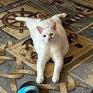 Casper is registered to the contest to win money with this photo: cat, white_cat, pet, animal, carpet, patterned_carpet, indoor, floor, paw, tail, feline, relaxed, stretching, blue_sandals, nike, footwear, home, living_room, cute, sprawled