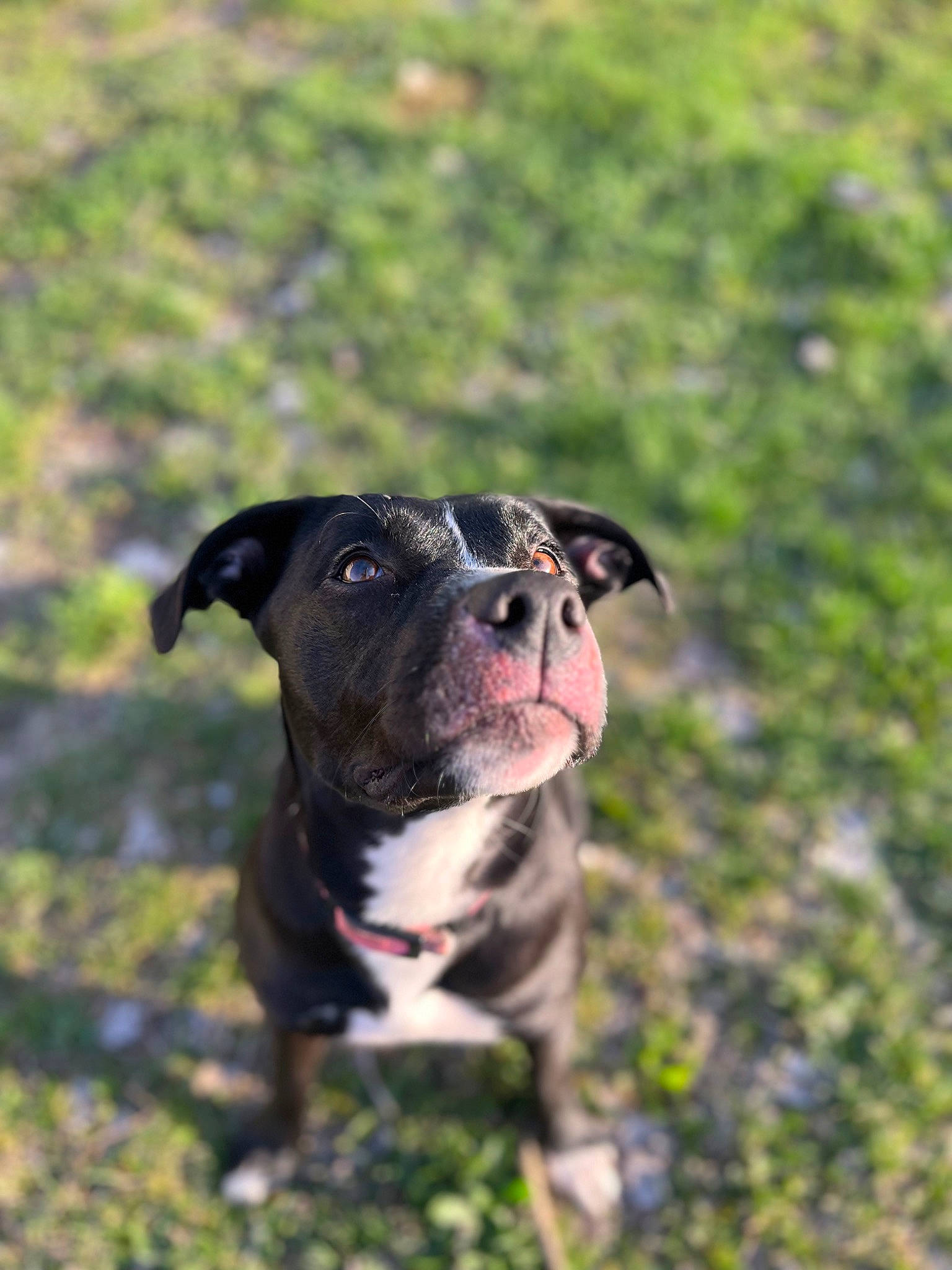 Luna is registered to the contest to win money with this photo: canidae, carnivore, companion_dog, dog, dog_breed, fawn, grass, guard_dog, molosser, non_sporting_group, plant, puppy, sporting_group, terrestrial_animal, whiskers, working_animal, working_dog