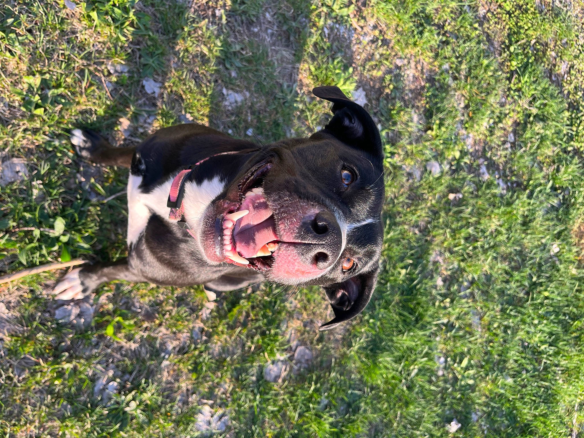 Luna is registered to the contest to win money with this photo: canidae, carnivore, collar, companion_dog, dog, dog_breed, dog_collar, dog_supply, fawn, grass, leash, molosser, personal_protective_equipment, pet_supply, plant, snout, sporting_group, tree, whiskers, working_animal