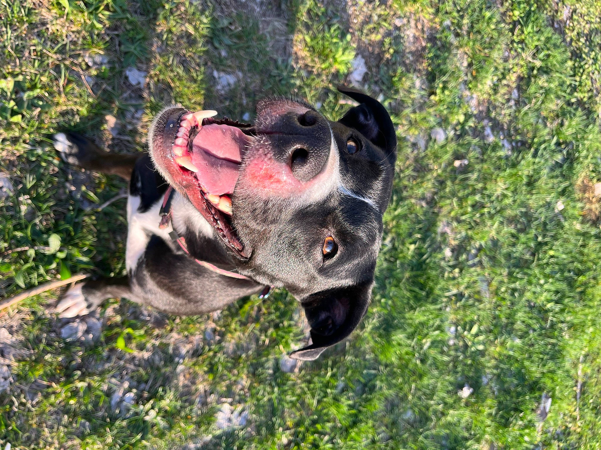 Luna is registered to the contest to win money with this photo: adventure, canidae, carnivore, collar, companion_dog, dog, dog_breed, dog_collar, fashion_accessory, fawn, grass, guard_dog, leash, personal_protective_equipment, plant, snout, sporting_group, terrestrial_animal, tree, working_animal