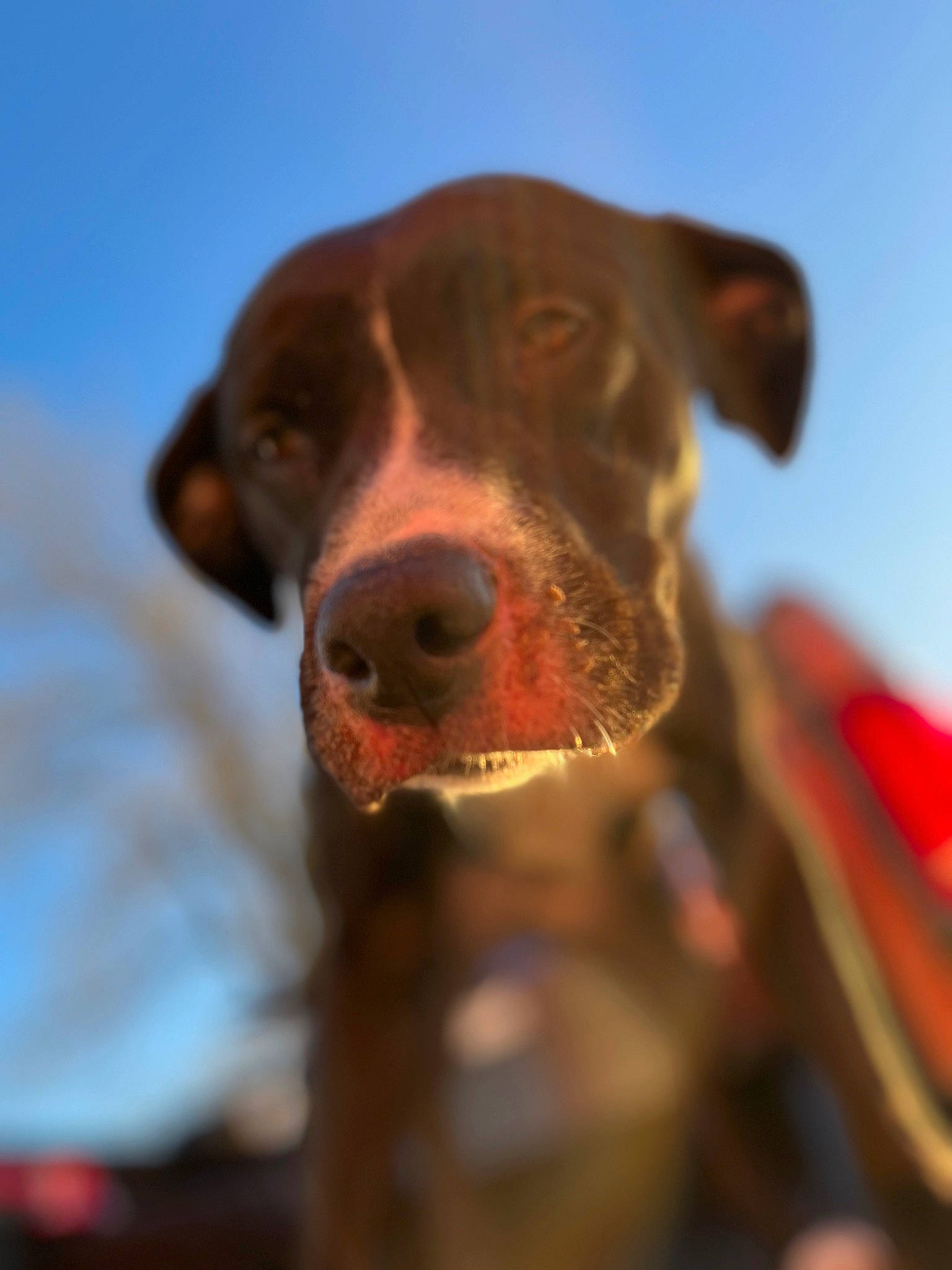 Luna is registered to the contest to win money with this photo: canidae, carnivore, collar, companion_dog, dog, dog_breed, dog_collar, fawn, hunting_dog, liver, sky, snout, sporting_group, terrestrial_animal, whiskers, working_animal, working_dog