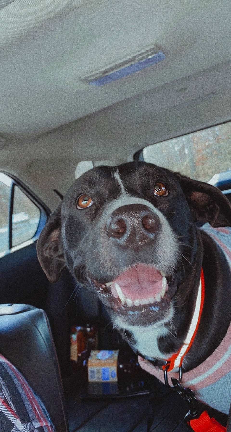 Luna is registered to the contest to win money with this photo: canidae, car_seat_cover, carnivore, collar, companion_dog, dog, dog_breed, dog_collar, fang, fawn, fur, jaw, snout, sporting_group, vehicle, vehicle_door, whiskers, window, windshield, working_animal