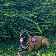 Leïka a rejoint le concours — aidez-le/la à gagner de superbes lots ! animal, canine, dog, ears, fur, grass, greenery, happy, harness, leash, muzzle, nature, outdoor, panting, pet, playful, resting, summer, sunlight, tongue