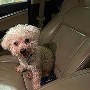 Polo is registered to the contest to win money with this photo: animal, car_seat, collar, companion, curly_fur, cute, dog, domestic_animal, fur, happy, indoor, leather, pet, seatbelt, sitting, small_dog, smiling, tag, vehicle_interior, white