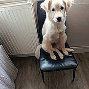 Oslo participe au concours pour gagner de l'argent avec cette photo : animal, black_chair, chair, cozy, curious, cute, dog, domestic, floor, fur, home, indoor, light, pet, radiator, sitting, wall, window, wooden_floor, young_dog