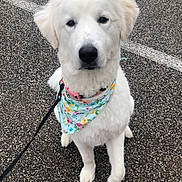 Ella Marie joined the competition — help win amazing prizes! dog, white_dog, bandana, fluffy, leash, outdoor, asphalt, pet, animal, sitting, cute, canine, portrait, collar, friendly, young_dog, pet_accessory, walking, paw, looking_at_camera
