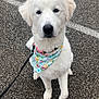 dog, white_dog, bandana, fluffy, leash, outdoor, asphalt, pet, animal, sitting, cute, canine, portrait, collar, friendly, young_dog, pet_accessory, walking, paw, looking_at_camera