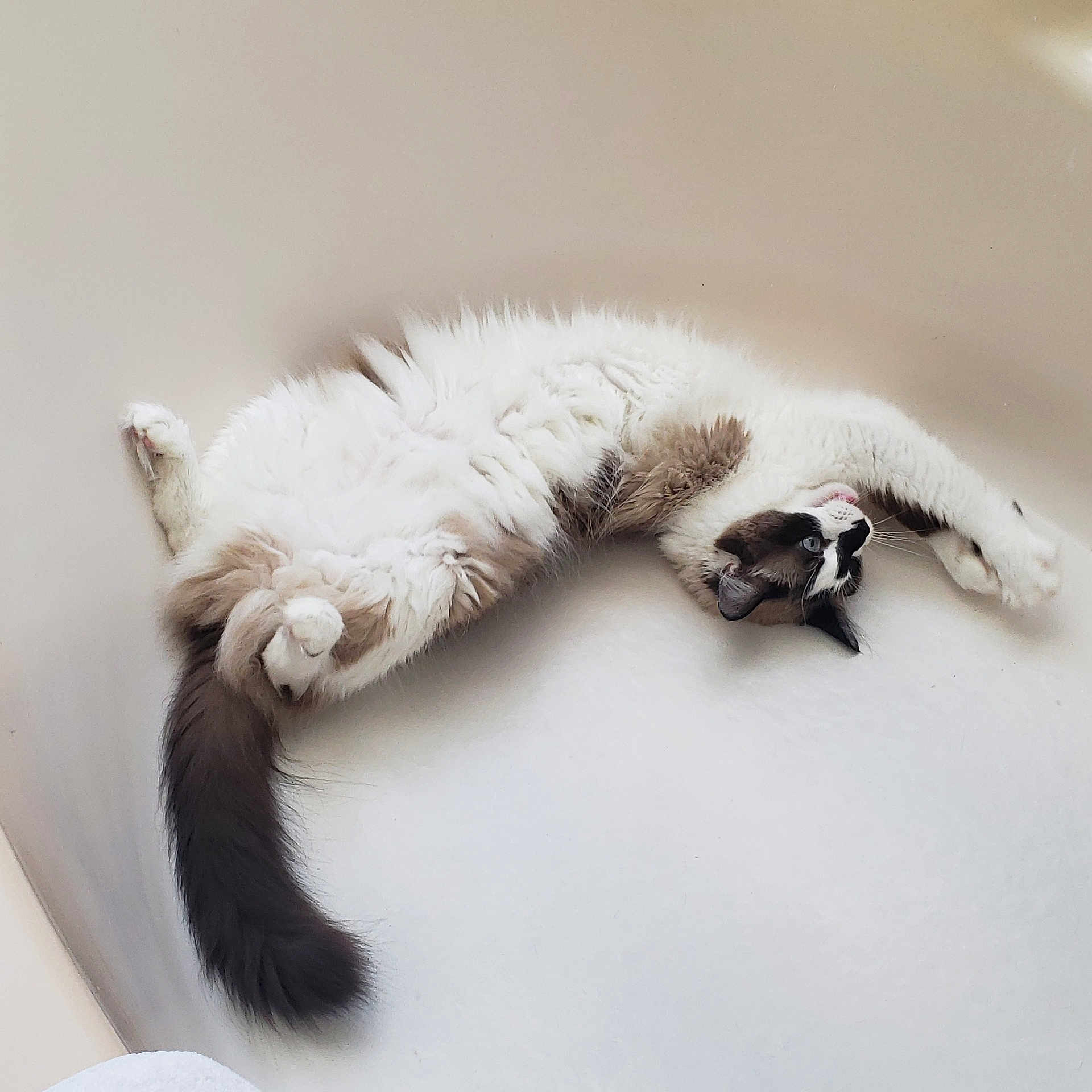 Bella joined the competition — help win amazing prizes! animal, bathtub, blue_eyes, brown, cat, cute, domestic, feline, fluffy, fur, indoor, pet, playful, posing, relaxed, stretching, tail, twisted, whiskers, white