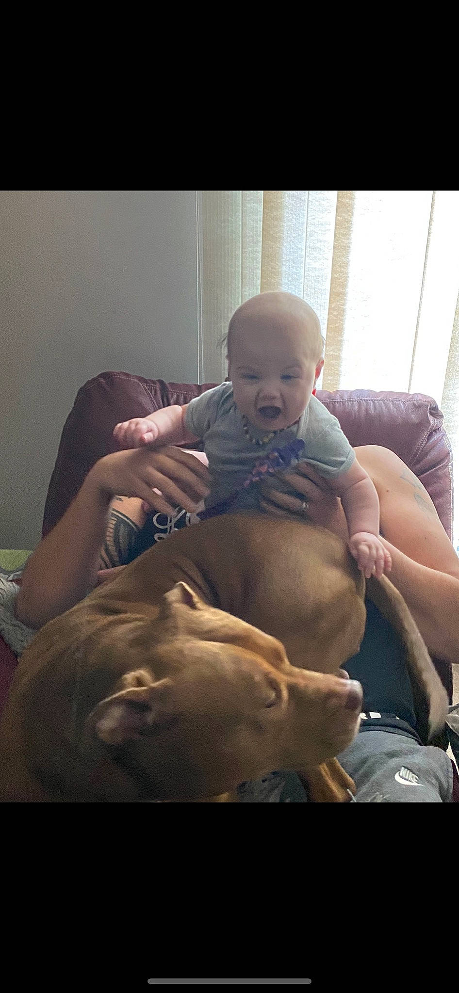 Rhyder is registered to the contest to win money with this photo: abdomen, arm, baby, barechested, birth, chest, child, ear, hand, head, human, mouth, muscle, person, sitting, toddler, trunk, weimaraner