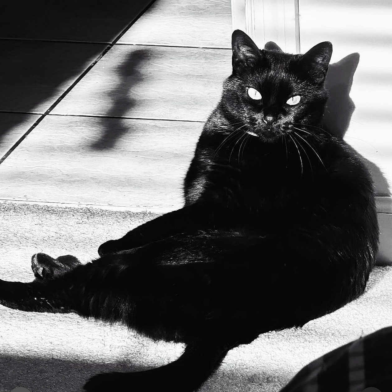 Sable is registered to the contest to win money with this photo: abyssinian, accessories, animal, blackcat, cat, chair, collar, couch, furniture, kitten, manx, pet, silhouette