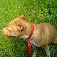 Ginger joined the competition — help win amazing prizes! dog, tan_dog, collar, grass, outdoor, greenery, panting, yellow_flower, nature, canine, pet, animal, fur, snout, ear, leg, paw, side_view, daylight, field