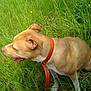 dog, tan_dog, collar, grass, outdoor, greenery, panting, yellow_flower, nature, canine, pet, animal, fur, snout, ear, leg, paw, side_view, daylight, field