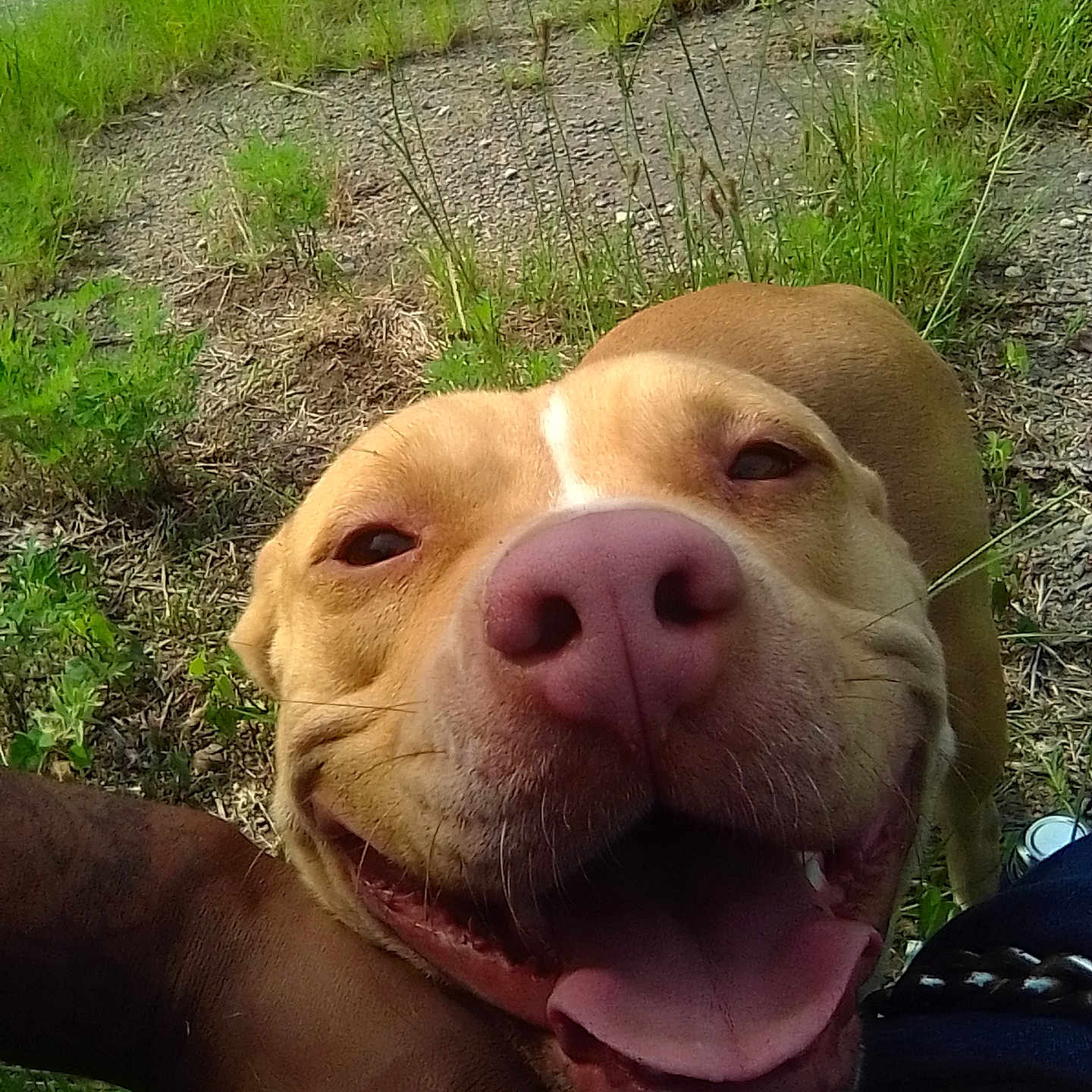 Ginger is registered to the contest to win money with this photo: animal, brown_dog, canine, close_up, dog, face, friendly, grass, grassland, happy, muzzle, nature, nose, outdoor, pet, playful, smiling, sunlight, tongue, tongue_out