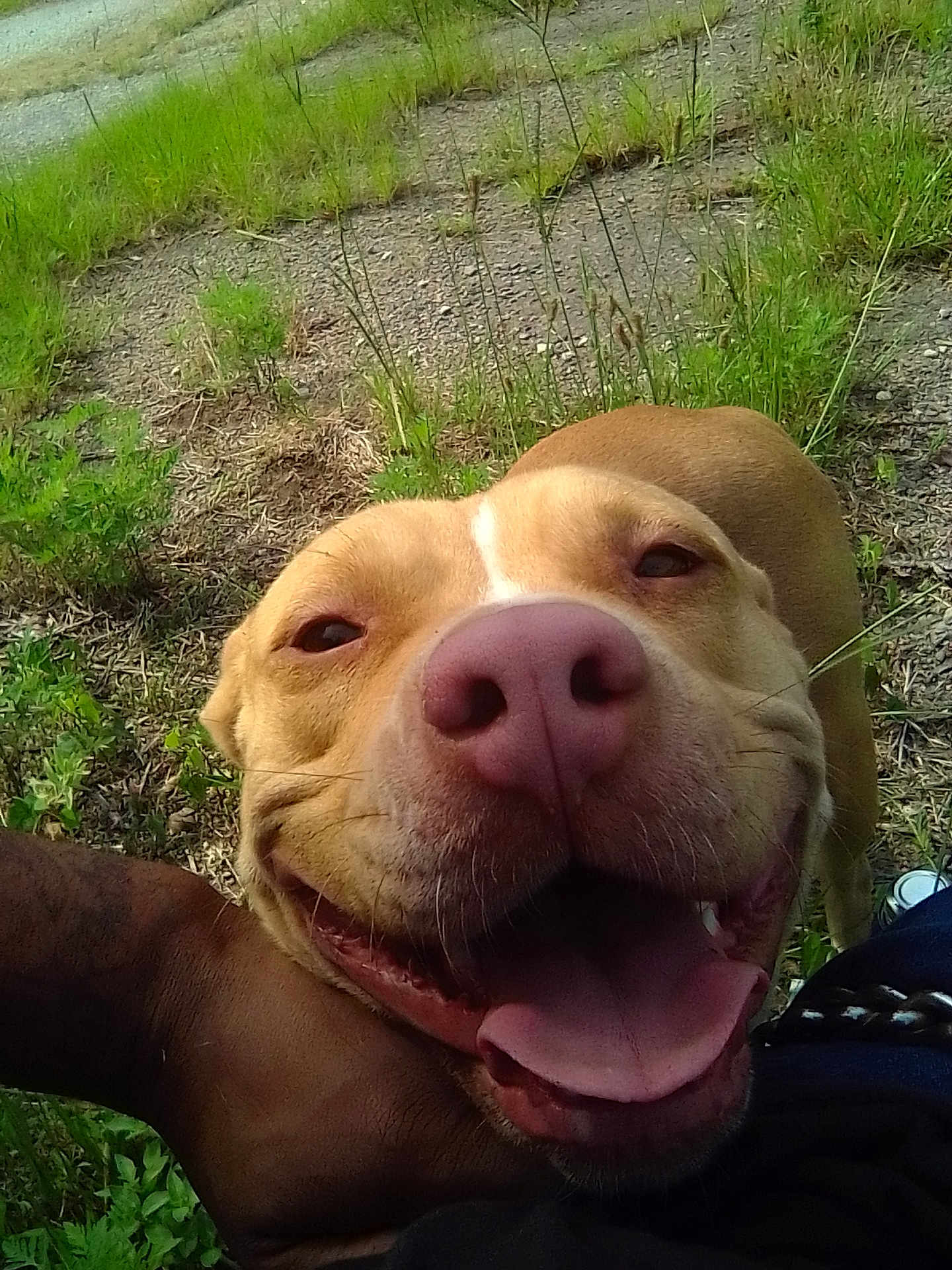 Ginger is registered to the contest to win money with this photo: dog, close_up, outdoor, grass, happy, tongue_out, pet, canine, nature, smiling, nose, muzzle, animal, brown_dog, sunlight, face, friendly, playful, tongue, grassland