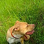 Ginger joined the competition — help win amazing prizes! dog, grass, outdoor, pet, collar, tan_dog, animal, nature, greenery, happy, tongue_out, sitting, summer, canine, mammal, field, sunlight, playful, ears, snout