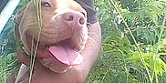 Ginger joined the competition — help win amazing prizes! dog, tongue_out, happy, outdoor, greenery, plants, pet, animal, nature, close_up, canine, smiling, fur, snout, ears, tongue, hand, grass, sunlight, portrait