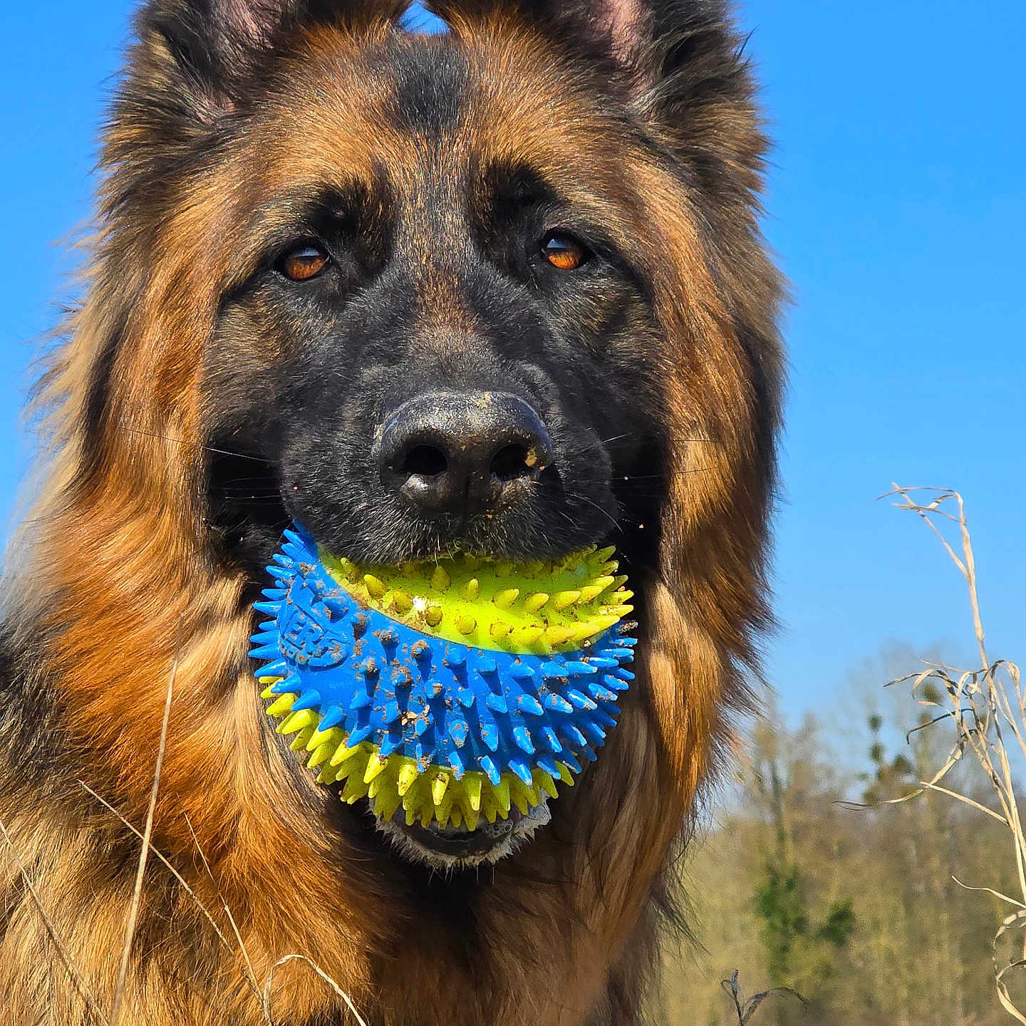 Skye participe au concours pour gagner de l'argent avec cette photo : animal, canine, dog, germanshepherd, pet, policedog, terrier