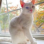 cat, white_cat, heterochromia, window, windowsill, autumn, fall_foliage, indoor, pet, animal, sitting, soft_light, nature_outside, tree, colorful_leaves, domestic_cat, quiet, calm, fur, pink_nose