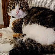 Cléa participe au concours pour gagner de l'argent avec cette photo : cat, tabby_cat, white_paws, pink_nose, knitted_blanket, gray_chair, wooden_door, indoor, pet, feline, resting, curious, fur, domestic_animal, closeup, cozy, comfort, animal, whiskers, tail