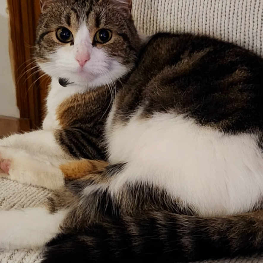 Cléa participe au concours pour gagner de l'argent avec cette photo : animal, cat, closeup, comfort, cozy, curious, domestic_animal, feline, fur, gray_chair, indoor, knitted_blanket, pet, pink_nose, resting, tabby_cat, tail, whiskers, white_paws, wooden_door