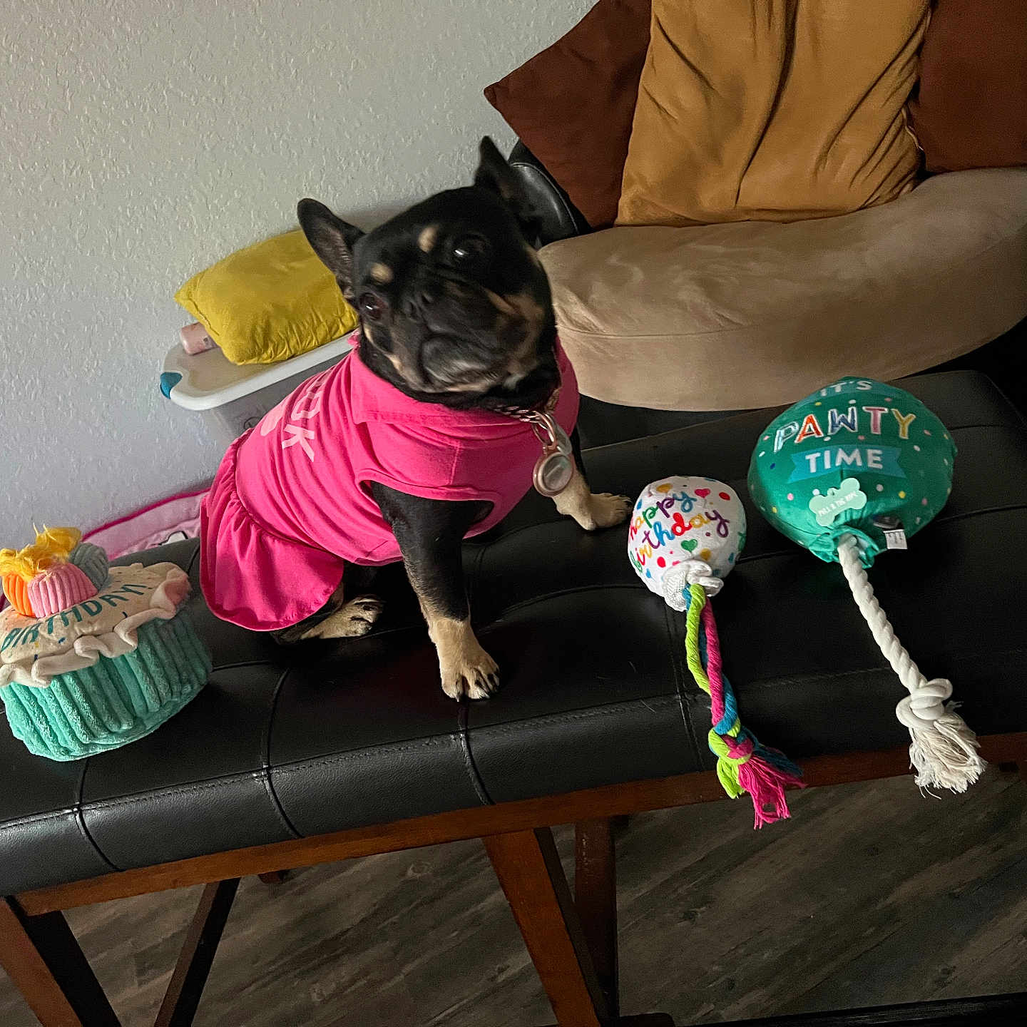 Harley joined the competition — help win amazing prizes! animal, architecture, building, bulldog, canine, couch, cream, dessert, dog, food, frenchbulldog, furniture, icing, indoors, interiordesign, livingroom, pet, pug, room, sweets