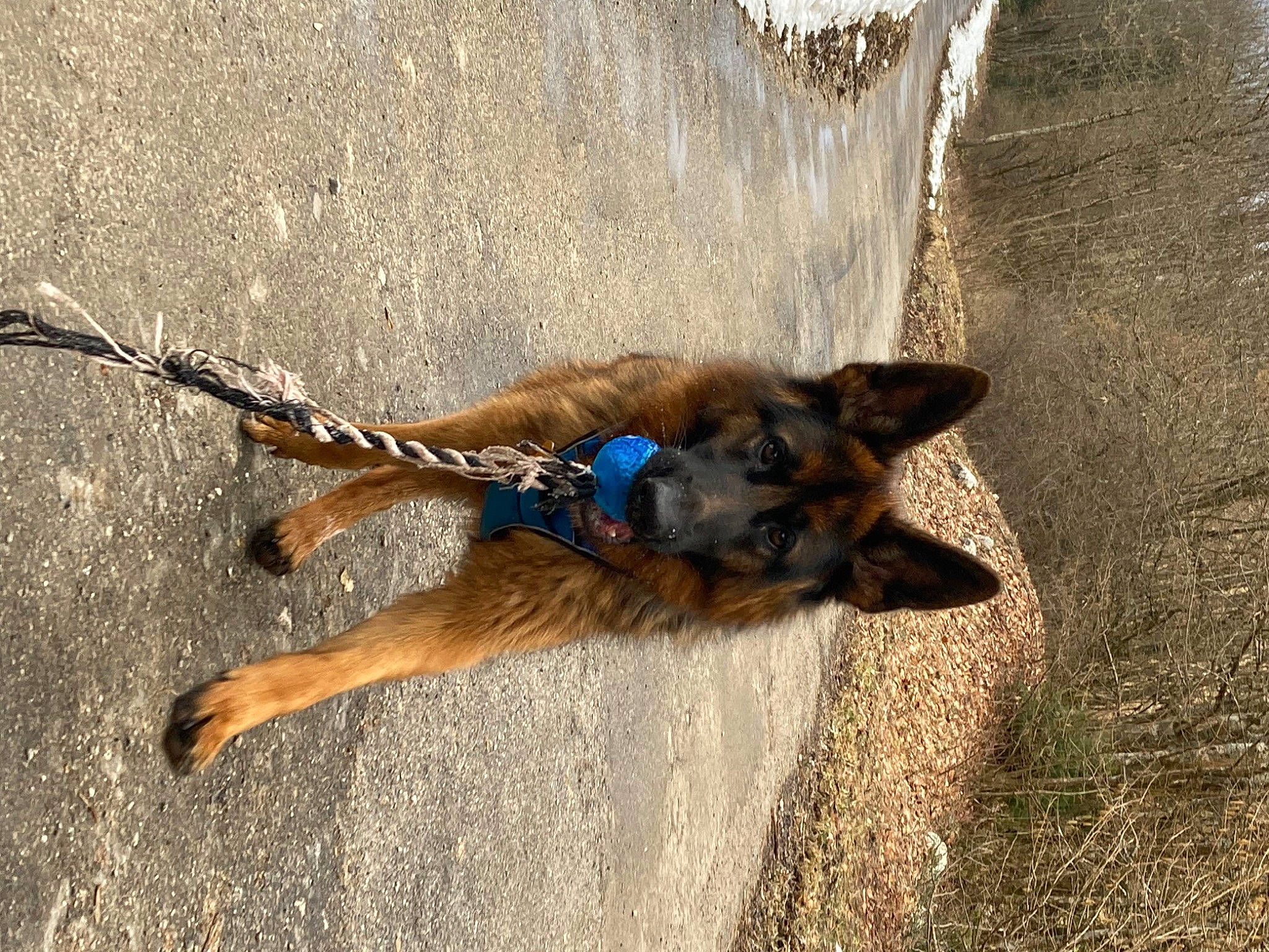 Sierra participe au concours pour gagner de l'argent avec cette photo : canidae, carnivore, collar, dog, dog_breed, dog_collar, dog_supply, electric_blue, fawn, german_shepherd_dog, leash, liver, old_german_shepherd_dog, pet_supply, shadow, snout, sporting_group, tail, tracking_trial, working_animal