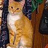 Charly is registered to the contest to win money with this photo: animal, bag, cat, clothing, ears, eyes, feline, floral_fabric, furniture, home, indoors, orange_cat, pet, portrait, short_hair, sitting, tabby, whiskers, white_chest, wooden_cabinet