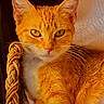 Charly is registered to the contest to win money with this photo: animal, cat, chair, close_up, cushion, ears, eyes, face, feline, ginger_cat, indoor, lounging, orange_fur, pet, portrait, seated, warm_lighting, whiskers, white_chest, woven_texture