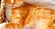 Charly joined the competition — help win amazing prizes! bed, blanket, books, cat, cozy, curled_up, ears, feline, fur, indoor, orange_cat, paws, pet, portrait, relaxed, sleeping, sleepy, striped_fur, tabby, whiskers