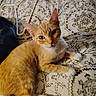 animal, bed, bedspread, cat, close_up, ears, eyes, feline, fur, indoors, kitten, lying_down, orange_cat, patterned_background, pet, portrait, relaxed, tabby, whiskers, white_paws