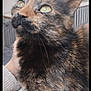 animal_portrait, calm, cat, close_up, companion, cute, domestic_animal, ear, feline, fur, green_eyes, hand, indoor, looking_up, paw, pet, resting, soft_surface, tortoiseshell, whiskers