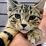 Homie is registered to the contest to win money with this photo: cat, kitten, tabby, close_up, whiskers, ears, paw, person, hand, holding, indoor, fur, cute, pet, animal, face, eyes, portrait, blurred_background, young