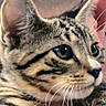 cat, tabby_cat, close_up, face, fur, whiskers, ears, eyes, pet, animal, striped, cute, domestic_cat, feline, portrait, looking_away, indoor, hand, holding, soft_light