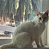 animal, background, blue_eyes, car, cat, cream_colored_cat, curious, daylight, domestic_animal, feline, indoor, mesh_screen, palm_trees, pet, portrait, sitting, soft_light, suburban, window, windowsill