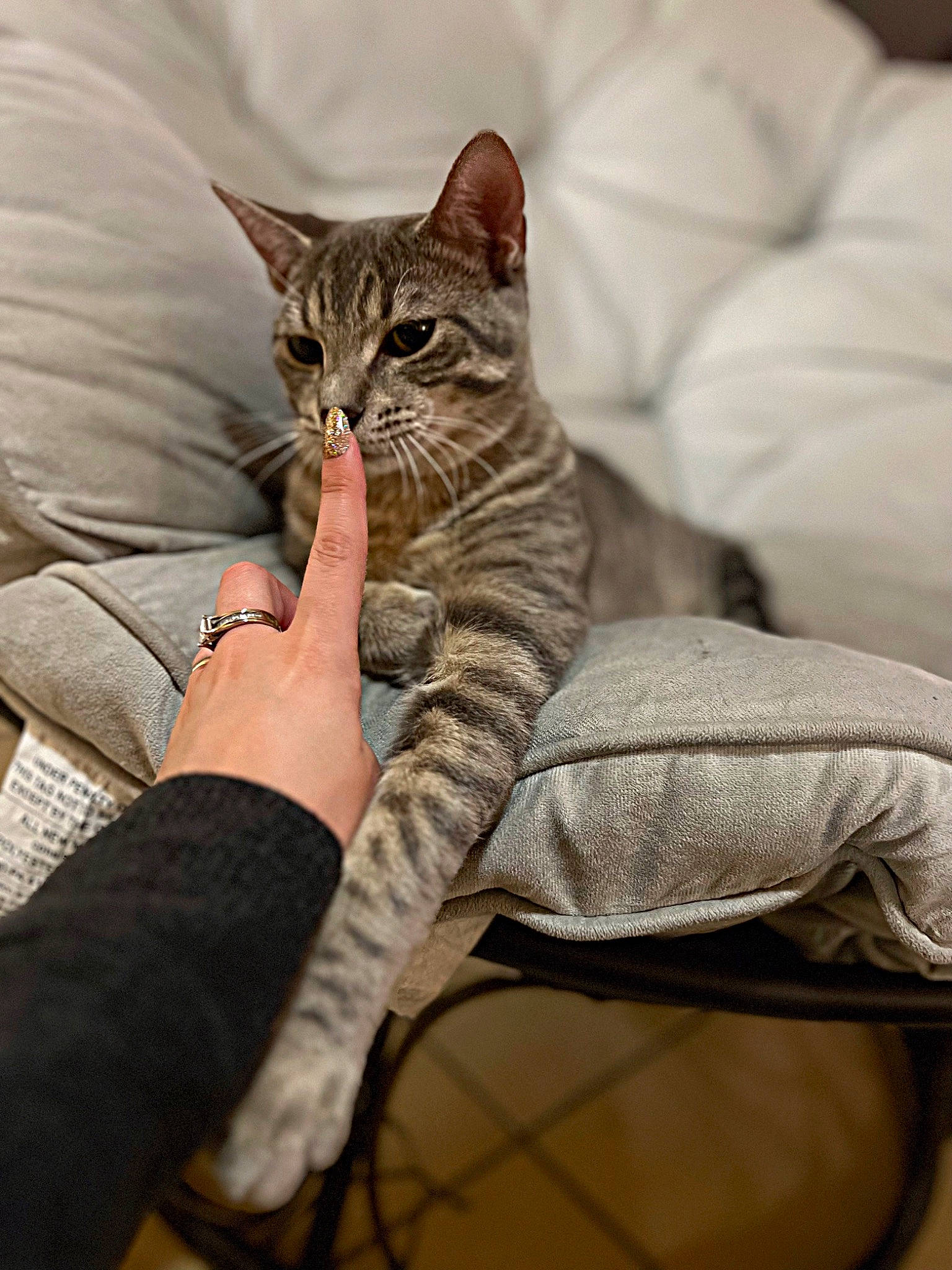 Sushi joined the competition — help win amazing prizes! carnivore, cat, claw, comfort, couch, domestic_short_haired_cat, felidae, foot, fur, grey, human_body, human_leg, linens, paw, sitting, small_to_medium_sized_cats, snout, terrestrial_animal, textile, whiskers