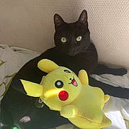 Baguerra participe au concours pour gagner de l'argent avec cette photo : black_cat, cat, plush_toy, pikachu, stuffed_animal, bed, blanket, indoor, pet, animal, feline, cute, soft_toy, relaxed, green_eyes, cozy, sunlight, resting, cuddle, home
