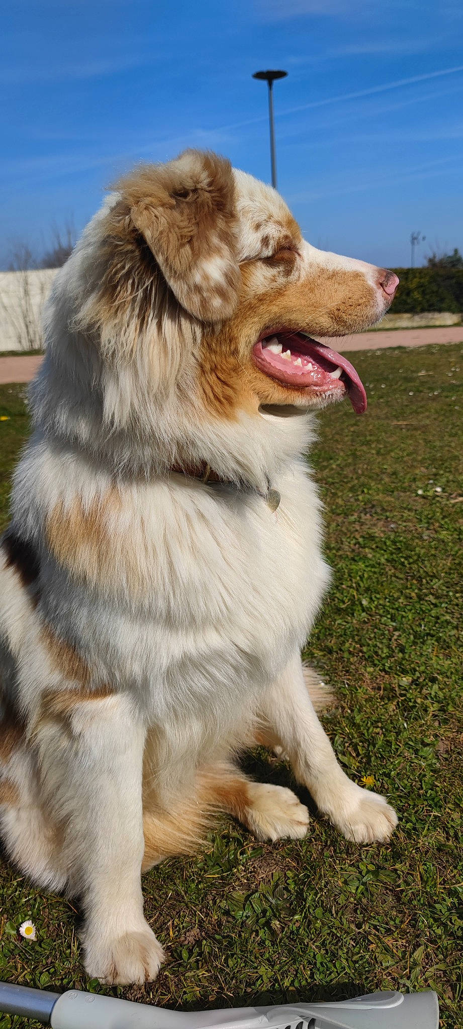 Snow a rejoint le concours — aidez-le/la à gagner de superbes lots ! biting, canidae, carnivore, companion_dog, dog, dog_breed, fang, fur, grass, newfoundland, plant, shout, sky, snout, sporting_group, terrestrial_animal, tree, whiskers, working_dog, yawn