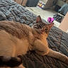 Goobert is registered to the contest to win money with this photo: cat, bed, quilt, indoor, pet, feline, relaxed, paw, stretching, window, light, bedroom, blanket, fur, animal, cozy, resting, domestic, cute, soft