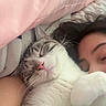 cat, person, sleeping, cuddle, blanket, pillow, cozy, indoor, fur, whiskers, relaxation, nap, closeup, comfort, pet, rest, cute, soft, home, companion