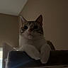 Goobert joined the competition — help win amazing prizes! cat, indoor, pet, feline, animal, cat_tree, curious, whiskers, ears, paws, tail, looking_down, dim_light, home, furniture, brown_wall, cute, domestic_cat, relaxed, quiet