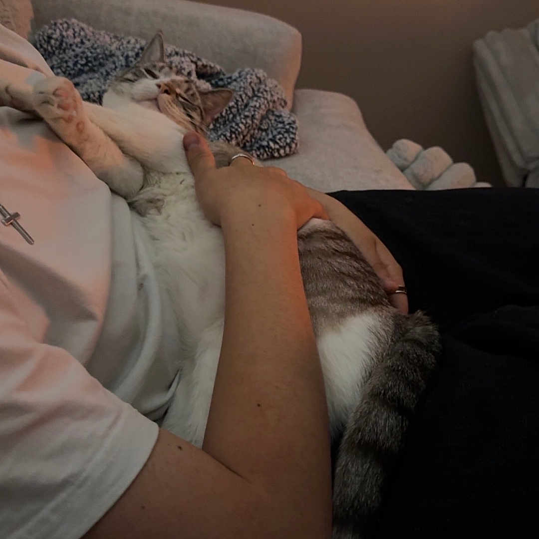 Goobert is registered to the contest to win money with this photo: cat, person, arm, hand, couch, blanket, indoor, relaxing, sleepy, pet, feline, striped_cat, comfort, cozy, casual, resting, warm_lighting, home, domestic, snuggling